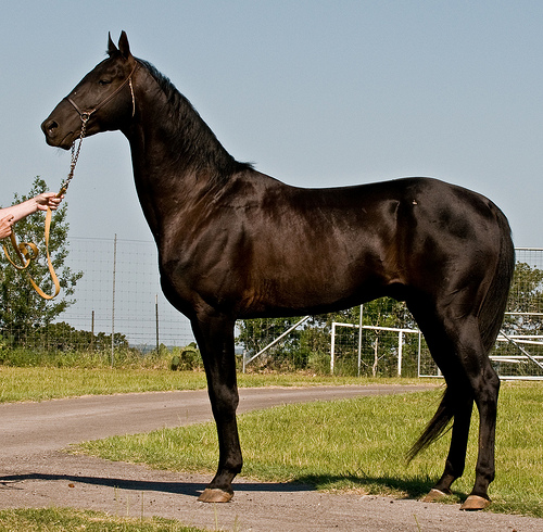 Akhal-Teke stallion Arim, flickrfan, turkoman, akhal-teke, stallion, arim, akhaltexas, texas, black, horse,photo by Kerri-Jo on FlickrFan Stan's site licensed under Creative Commons